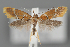  (Promalactis splendidella - BGE_MZH_LEP_2348)  @11 [ ] CreativeCommons - Attribution Non-Commercial Share-Alike (2025) Leo Vahatalo University of Helsinki