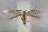  (Bucculatrix lerchianella - BGE_MZH_LEP_2351)  @11 [ ] CreativeCommons - Attribution Non-Commercial Share-Alike (2025) Leo Vahatalo University of Helsinki