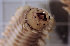  ( - ILVO005)  @11 [ ] CC BY-NC-ND 4.0 (2019) Hans Hillewaert Flanders Research Institute for agriculture, fisheries and food