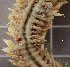  ( - ILVO005)  @11 [ ] CC BY-NC-ND 4.0 (2019) Hans Hillewaert Flanders Research Institute for agriculture, fisheries and food