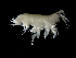  ( - ILVO030)  @11 [ ] CC BY-NC-ND 4.0 (2019) Hans Hillewaert Flanders Research Institute for agriculture, fisheries and food