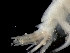  ( - ILVO044)  @11 [ ] CC BY-NC-ND 4.0 (2019) Hans Hillewaert Flanders Research Institute for agriculture, fisheries and food