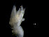  (Glycera lapidum - ILVO088)  @11 [ ] CC BY-NC-ND 4.0 (2020) Hans Hillewaert Flanders Research Institute for agriculture, fisheries and food