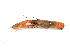 ( - ILVO148)  @11 [ ] CC BY-NC-ND 4.0 (2018) Hans Hillewaert Flanders Research Institute for agriculture, fisheries and food