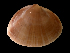  ( - ILVO193)  @11 [ ] CC BY-NC-ND 4.0 (2019) Hans Hillewaert Flanders Research Institute for agriculture, fisheries and food