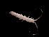  ( - ILVO220)  @11 [ ] CC BY-NC-ND 4.0 (2019) Hans Hillewaert Flanders Research Institute for agriculture, fisheries and food