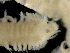  ( - ILVO269)  @11 [ ] CC BY-NC-ND 4.0 (2019) Hans Hillewaert Flanders Research Institute for agriculture, fisheries and food