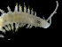  ( - ILVO274)  @11 [ ] CC BY-NC-ND 4.0 (2019) Hans Hillewaert Flanders Research Institute for agriculture, fisheries and food