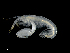  ( - ILVO276)  @11 [ ] CC BY-NC-ND 4.0 (2019) Hans Hillewaert Flanders Research Institute for agriculture, fisheries and food