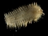  ( - ILVO279)  @11 [ ] CC BY-NC-ND 4.0 (2019) Hans Hillewaert Flanders Research Institute for agriculture, fisheries and food