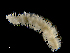  ( - ILVO281)  @11 [ ] CC BY-NC-ND 4.0 (2019) Hans Hillewaert Flanders Research Institute for agriculture, fisheries and food