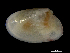  (Moerella - ILVO310)  @11 [ ] CC BY-NC-ND 4.0 (2019) Hans Hillewaert Flanders Research Institute for agriculture, fisheries and food