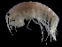  ( - ILVO314)  @11 [ ] CC BY-NC-ND 4.0 (2019) Hans Hillewaert Flanders Research Institute for agriculture, fisheries and food