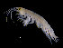  ( - ILVO333)  @11 [ ] CC BY-NC-ND 4.0 (2019) Hans Hillewaert Flanders Research Institute for agriculture, fisheries and food