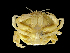  ( - ILVO337)  @11 [ ] CC BY-NC-ND 4.0 (2019) Hans Hillewaert Flanders Research Institute for agriculture, fisheries and food
