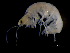  ( - ILVO344)  @11 [ ] CC BY-NC-ND 4.0 (2019) Hans Hillewaert Flanders Research Institute for agriculture, fisheries and food
