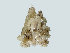 ( - ILVO352)  @11 [ ] CC BY-NC-ND 4.0 (2019) Hans Hillewaert Flanders Research Institute for agriculture, fisheries and food