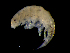  ( - ILVO368)  @11 [ ] CC BY-NC-ND 4.0 (2021) Hans Hillewaert Flanders Research Institute for agriculture, fisheries and food