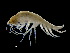  ( - ILVO386)  @11 [ ] CC BY-NC-ND 4.0 (2021) Hans Hillewaert Flanders Research Institute for agriculture, fisheries and food