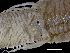  (Phyllodoce lineata - ILVO388)  @11 [ ] CC BY-NC-ND 4.0 (2021) Hans Hillewaert Flanders Research Institute for agriculture, fisheries and food