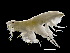  ( - ILVO390)  @11 [ ] CC BY-NC-ND 4.0 (2021) Hans Hillewaert Flanders Research Institute for agriculture, fisheries and food