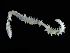  (Sphaerosyllis hystrix - ILVO407)  @11 [ ] CC BY-NC-ND 4.0 (2022) Hans Hillewaert Flanders Research Institute for agriculture, fisheries and food