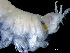  ( - ILVO412)  @11 [ ] CC BY-NC-ND 4.0 (2021) Hans Hillewaert Flanders Research Institute for agriculture, fisheries and food