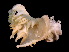  ( - ILVO422)  @11 [ ] CC BY-NC-ND 4.0 (2022) Hans Hillewaert Flanders Research Institute for agriculture, fisheries and food