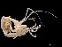  ( - ILVO450)  @11 [ ] CC BY-NC-ND 4.0 (2022) Hans Hillewaert Flanders Research Institute for agriculture, fisheries and food