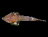  ( - ILVO080)  @11 [ ] CC BY-NC-ND 4.0 (2018) Hans Hillewaert Flanders Research Institute for agriculture, fisheries and food