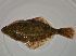  ( - ILVO120)  @11 [ ] CC BY-NC-ND 4.0 (2018) Hans Hillewaert Flanders Research Institute for agriculture, fisheries and food