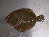  (Scophthalmus rhombus - ILVO130)  @11 [ ] CC BY-NC-ND 4.0 (2018) Hans Hillewaert Flanders Research Institute for agriculture, fisheries and food
