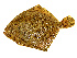  ( - ILVO139)  @11 [ ] CC BY-NC-ND 4.0 (2018) Hans Hillewaert Flanders Research Institute for agriculture, fisheries and food