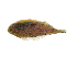  ( - ILVO144)  @11 [ ] CC BY-NC-ND 4.0 (2018) Hans Hillewaert Flanders Research Institute for agriculture, fisheries and food
