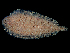  ( - ILVO218)  @11 [ ] CC BY-NC-ND 4.0 (2018) Hans Hillewaert Flanders Research Institute for agriculture, fisheries and food