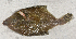  ( - ILVO230)  @11 [ ] CC BY-NC-ND 4.0 (2018) Hans Hillewaert Flanders Research Institute for agriculture, fisheries and food