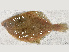  ( - ILVO245)  @11 [ ] CC BY-NC-ND 4.0 (2018) Hans Hillewaert Flanders Research Institute for agriculture, fisheries and food