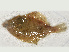  ( - ILVO246)  @11 [ ] CC BY-NC-ND 4.0 (2018) Hans Hillewaert Flanders Research Institute for agriculture, fisheries and food