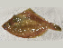  ( - ILVO251)  @11 [ ] CC BY-NC-ND 4.0 (2018) Hans Hillewaert Flanders Research Institute for agriculture, fisheries and food