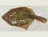  ( - ILVO263)  @11 [ ] CC BY-NC-ND 4.0 (2018) Hans Hillewaert Flanders Research Institute for agriculture, fisheries and food