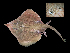  ( - ILVO456)  @11 [ ] CC BY-NC-ND 4.0 (2017) Hans Hillewaert Flanders Research Institute for agriculture, fisheries and food