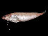  ( - ILVO464)  @11 [ ] CC BY-NC-ND 4.0 (2023) Hans Hillewaert Flanders Research Institute for agriculture, fisheries and food
