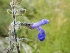  (Salvia stachydifolia - AAC552)  @11 [ ] CreativeCommons - Attribution (2018) Federico Sazatornil IMBIV