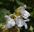  (Salvia alba - AAC5522)  @11 [ ] CreativeCommons - Attribution (2018) Federico Sazatornil IMBIV