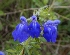  (Salvia sophrona - AAC5533)  @11 [ ] CreativeCommons - Attribution (2018) Federico Sazatornil IMBIV