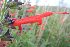  (Salvia haenkei - AAC5535)  @11 [ ] CreativeCommons - Attribution (2018) Federico Sazatornil IMBIV
