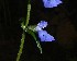  (Salvia rypara - AAC5545)  @11 [ ] CreativeCommons - Attribution (2018) Federico Sazatornil IMBIV