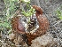  ( - AAC5937)  @11 [ ] CreativeCommons - Attribution (2018) Nicolás Rocamundi IMBIV