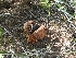  ( - AAC5938)  @11 [ ] CreativeCommons - Attribution (2018) Nicolás Rocamundi IMBIV