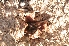  ( - AAC5942)  @11 [ ] CreativeCommons - Attribution (2018) Nicolás Rocamundi IMBIV